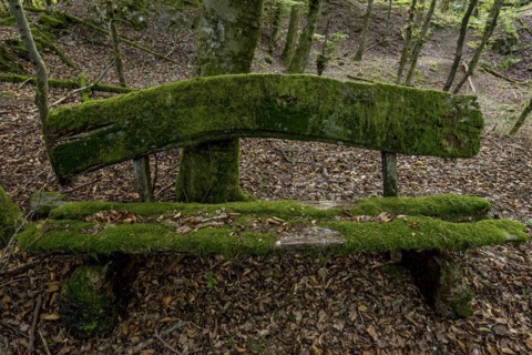 Weathered, rotten and mossy bench made of rough wooden planks, autumn leaves, beech forest,