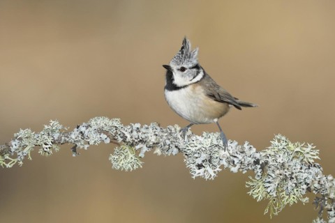 Crested tit (Lophophanes cristatus), sitting on a branch overgrown with reindeer lichen (Cladonia