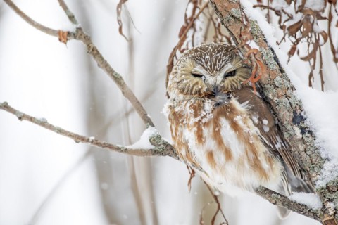 Northern saw-whet owl (Aegolius acadicus), perched on a tree after a snowfall, forest of