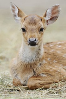 Chital (Axis axis), juvenile, captive, occurring in Asia