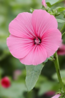 Annual mallow (Lavatera trimestris), flower, ornamental plant, North Rhine-Westphalia, Germany,