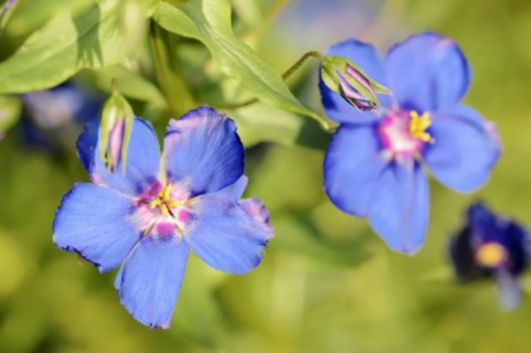 Blue pimpernel (Anagallis monellii), flowers, native to the western Mediterranean region