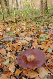 Chestnut-brown stem porling or black-red porling (Picipes badius, Polyporus badius), autumn, North