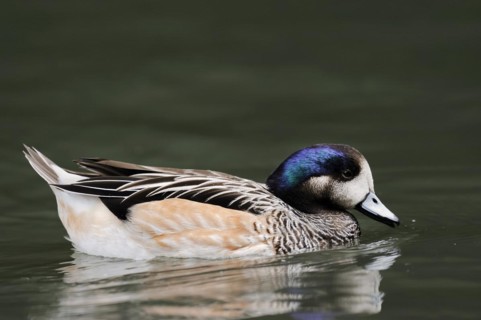 Chilean wigeon or Chilean wigeon (Anas sibilatrix, Mareca sibilatrix), captive, occurring in South