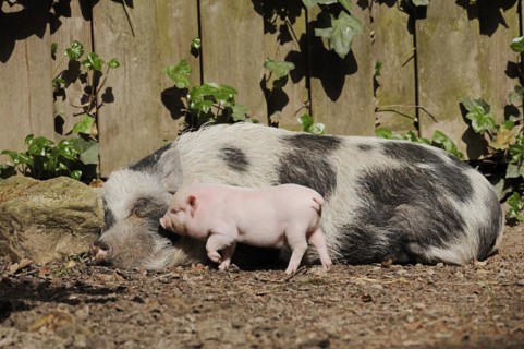 Goettingen minipig (Sus scrofa f. domestica), sow and piglet, North Rhine-Westphalia, Germany,