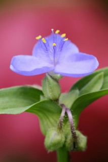 Garden three-master flower (Tradescantia andersoniana), flower, ornamental plant, North