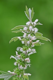 Lions tail (Leonurus cardiaca), inflorescence, spice and medicinal plant, North Rhine-Westphalia,