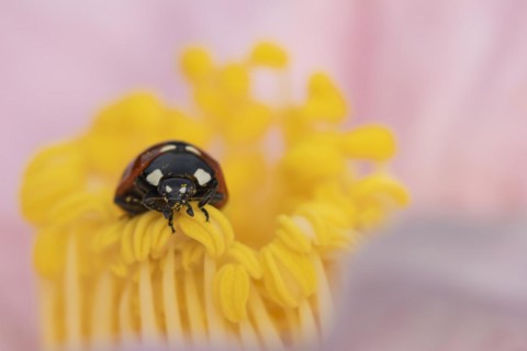 Seven-spot ladybird (Coccinella septempunctata) adult on a garden Camellia flower in spring,