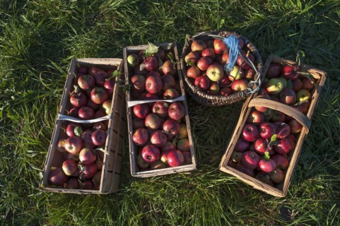 Freshly picked apples in baskets of the Winterrambur variety (Malus domestica) in the grass, Middle