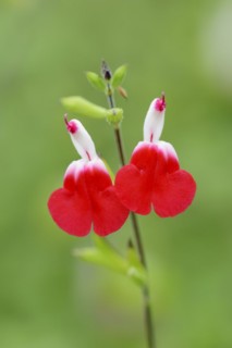 Blackcurrant sage or baby sage (Salvia microphylla), flowers, native to North America, ornamental