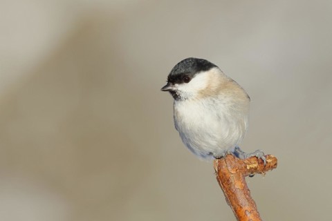 Marsh tit (Parus palustris) sitting on a branch, Wilnsdorf, North Rhine-Westphalia, Germany, Europe