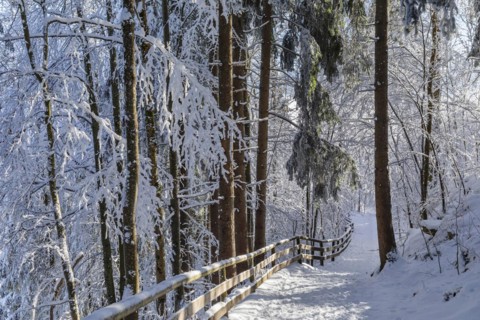 Forest path to the Eisenberg castle ruins near Pfronten in Allgaeu, Swabia, Bavaria, Germany,