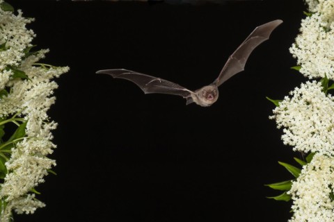Common bent-wing bat (Miniopterus schreibersii) flying past a flowering elder (Sambucus), Pleven,