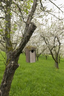 Nesting box for songbirds, meadow orchard, flowering apple trees, Baden, Wuerttemberg, Germany,
