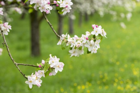 Branches of a blossoming apple tree, meadow orchard, Baden, Wuerttemberg, Germany, Europe
