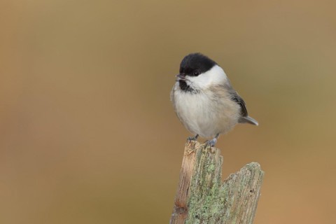 Willow Tit (Parus montanus) sitting on an old tree stump, Wilnsdorf, North Rhine-Westphalia,