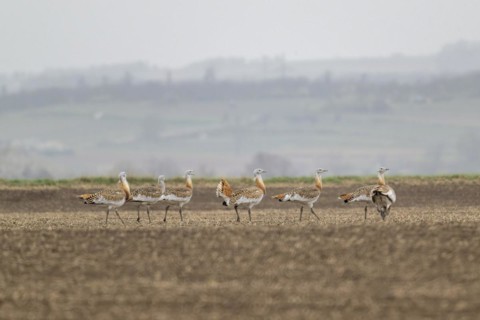 Several great bustards (Otis tarda) in a field, cockerels, Lower Austria, Austria, Europe