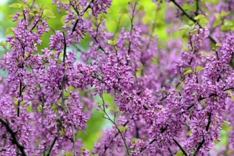 Common Judas tree (Cercis siliquastrum), branches with flowers, North Rhine-Westphalia, Germany,