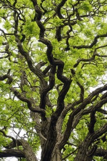 Deciduous tree, gnarled locusts (Robinia), tree crown with freshly emerging leaves, North