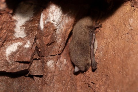 Daubenton's bat (Myotis daubentonii), hibernating in a cave, North Rhine-Westphalia, Germany,