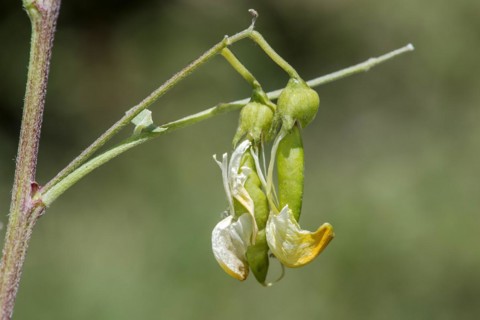 Transition from flower to fruit, yellow bladder bush (Colutea arbrescens), Valais, Switzerland,