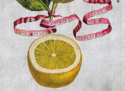 Limon Citratus, citrus fruit, hand-coloured copperplate engraving from Giovanni Baptista Ferrari