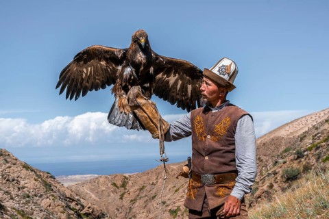 Traditional Kyrgyz eagle hunter with eagle in the mountains, hunting, eagle spreads its wings, near