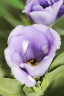 Prairie gentian or Japanese rose (Eustoma grandiflorum), flower, houseplant