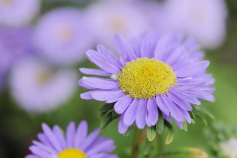 China aster (Callistephus chinensis), flower, ornamental plant, North Rhine-Westphalia, Germany,