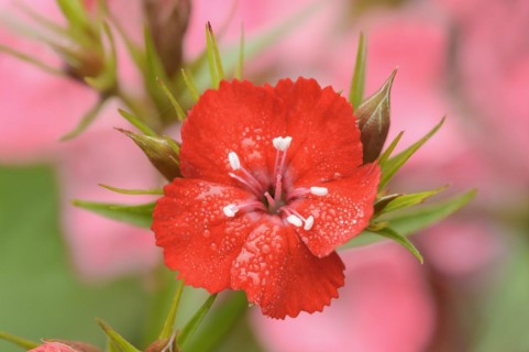 Bearded carnation or garden sweet william (Dianthus barbatus), flower, ornamental plant, North