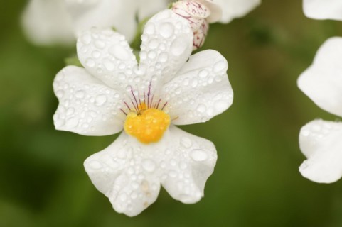 Elf mirror 'Sunsatia Plus' (Nemesia Fruticans-Hybride), flower, ornamental plant, North