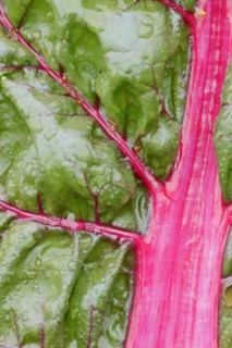 Red chard (Beta vulgaris subsp. vulgaris), detail of leaf, North Rhine-Westphalia, Germany, Europe