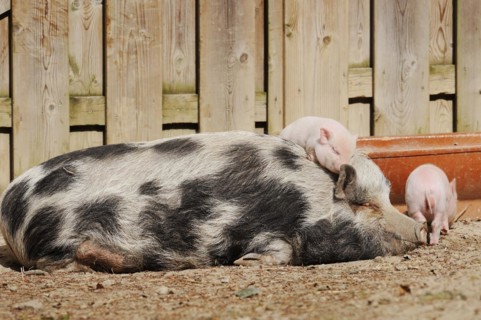 Goettingen minipig (Sus scrofa f. domestica), sow and piglet, North Rhine-Westphalia, Germany,