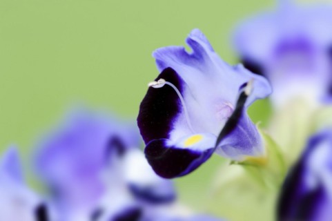 Bluewings (Torenia fournieri), flower, native to Vietnam, ornamental plant, North Rhine-Westphalia,
