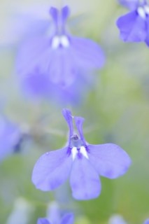 Male lobelia or blue lobelia (Lobelia erinus), flowers, ornamental plant, North Rhine-Westphalia,