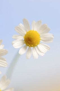 Chamomile (Matricaria recutita, Matricaria chamomilla), flower, medicinal plant, North