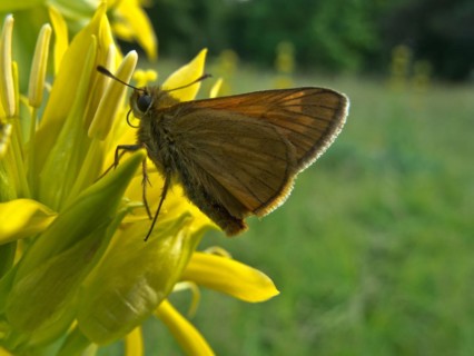 Yellow gentian, Gentiana lutea, butterfly, Ursental, Tuttlingen, Baden-Wuerttemberg, Germany,
