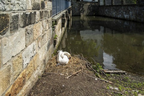 Swans breeding at the edge of a moat in spring, Schoenfeld Castle, Schoenfelder Hochland near