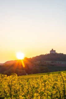 Landscape at sunrise. Beautiful morning landscape with fresh yellow rape fields in spring. Small
