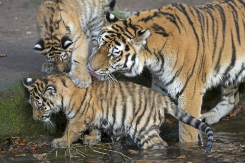 A tigress with her cubs drinking at the waterhole in the sunlight, Siberian tiger, Amur tiger,