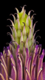 Pistil and hub in the flower of a magnolias (Magnolia), saucer magnolia (Magnolia x soulangeana),