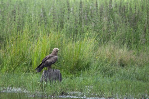 Lesser spotted eagle (Aquila pomarina), foraging from a perch, Feldberg Lakes, Mecklenburg-Western