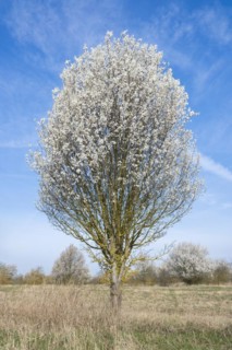 Blackthorn (Prunus spinosa) white flowering, Thuringia, Germany, Europe