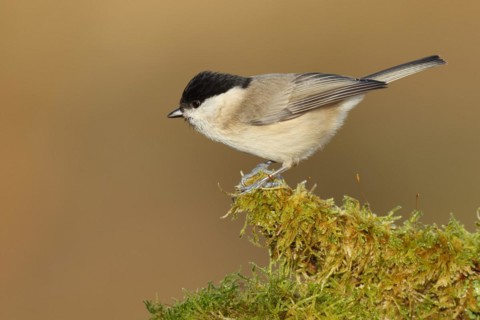 Marsh tit (Parus palustris) on a moss-covered tree root, Wilnsdorf, North Rhine-Westphalia,