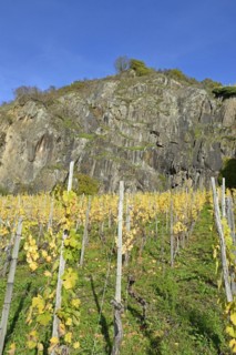 View of autumnal vineyards in front of a high rock face, blue sky, Moselle, Rhineland-Palatinate,