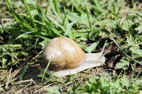 Burgundy snail (Helix pomatia), A snail with a brown shell crawls in the grass, zoo,