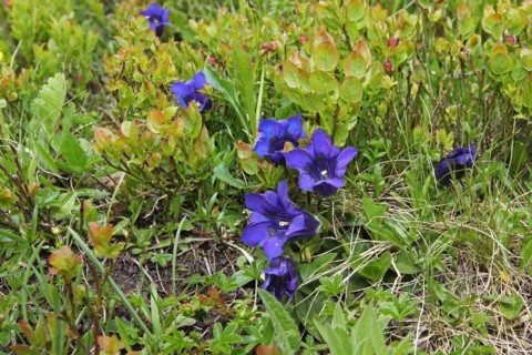 Gentian without stem (Gentiana acaulis) on the Silvretta High Alpine Road, Vorarlberg, Austria,