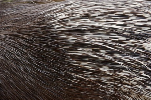 White-tailed porcupine or indian crested porcupine (Hystrix indica), fur and spines, captive,
