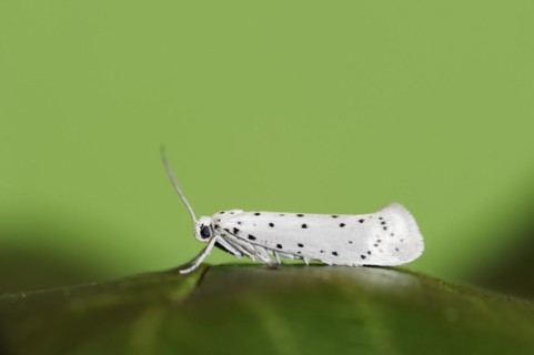 Orchard ermine (Yponomeuta padella), North Rhine-Westphalia, Germany, Europe