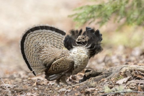 Ruffed grouse (bonasa umbellus) male in courtship display, La Mauricie national park, province of